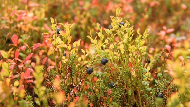 オーロラ特集:メイン風景5