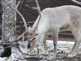 サンタクロース村観光時